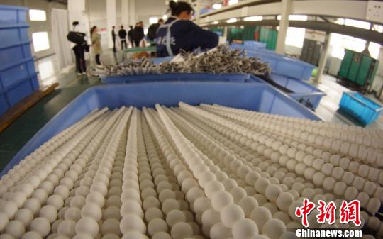 工人準備將干燥后的瓷珠放入烤箱。瓷珠經(jīng)過上釉后,需經(jīng)1300度高溫?zé)坪蟪鰻t!⊥蹶魂 攝